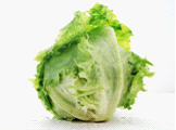 有机结球生菜 Iceberg lettuce